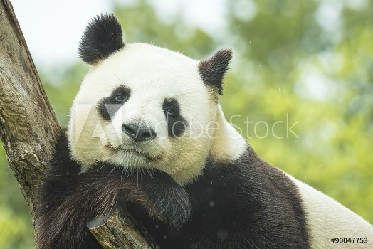 Picture of Panda Portrait